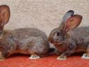 Hungarian giant rabbits, rabbits