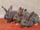 Hungarian giant rabbits, rabbits