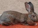 Hungarian giant rabbits, rabbits