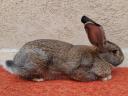 Hungarian giant rabbits, rabbits