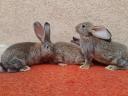 Hungarian giant rabbits, rabbits