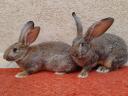 Hungarian giant rabbits, rabbits