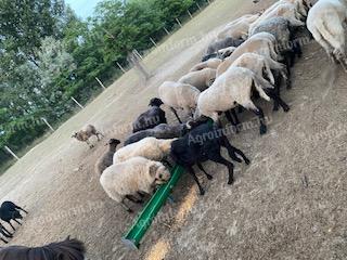 Cigai, sheep and lamb for sale