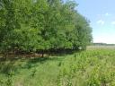 Landwirtschaftliches Grundstück zum Verkauf, auch als Baugrundstück, hinter Kecskemét, in der Nähe der Ladánybenei út