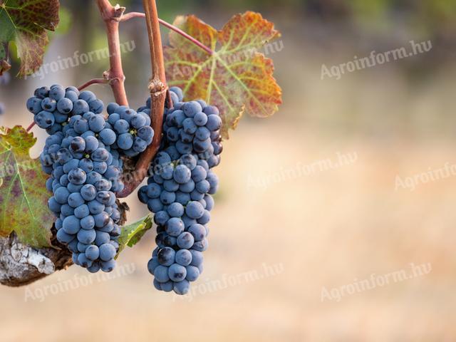 Cabernet Franc-Trauben zu verkaufen