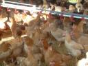 2,5 kg premium flock of pre-reared chickens available with feed, vitamins