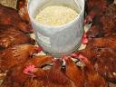 2,5 kg premium flock of pre-reared chickens available with feed, vitamins