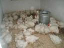 2,5 kg premium flock of pre-reared chickens available with feed, vitamins