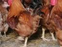 Roosters