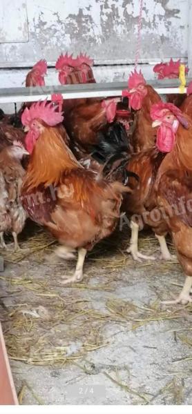 Roosters