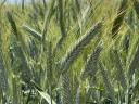 TRIXI semințe de triticale (boabe, siloz, verde, dublu scop) sigilate metalic