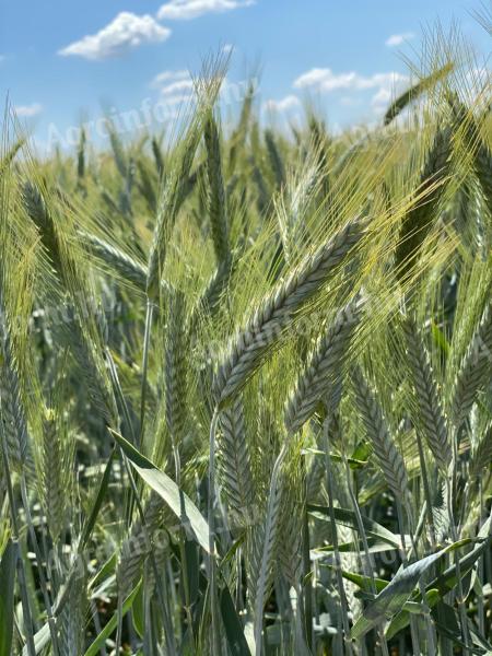 TRIXI semințe de triticale (boabe, siloz, verde, dublu scop) sigilate metalic