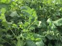 Mustard-oil radish seed mix