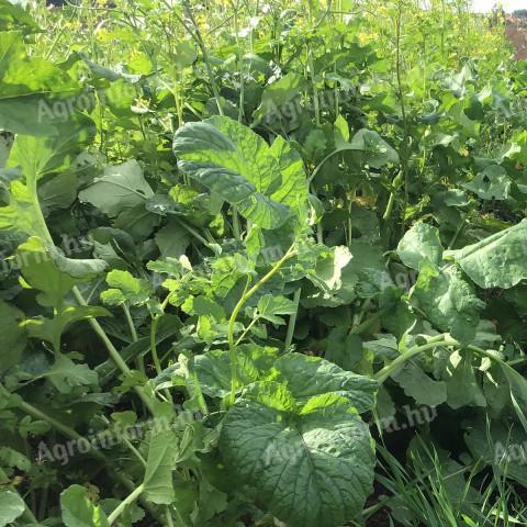 Mustard-oil radish seed mix