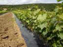 Containerised vine grafting