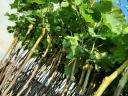 Containerised vine grafting