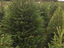 Lucfenyő,  luc fenyő,  picea abies
