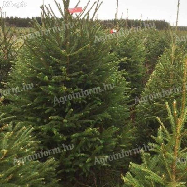 Lucfenyő,  luc fenyő,  picea abies