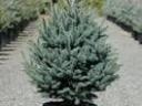 Lucfenyő,  luc fenyő,  picea abies