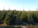 Lucfenyő,  luc fenyő,  picea abies