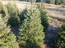 Lucfenyő,  luc fenyő,  picea abies