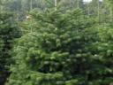 Lucfenyő,  luc fenyő,  picea abies