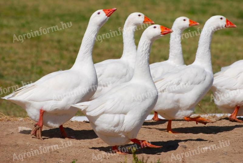 Állattartó telepre keresünk munkatársat