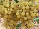 Irsai grapes for sale