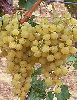 Irsai grapes for sale