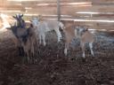 Mliječne koze za klanje stare 1,5-2 mjeseca