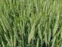 Winter wheat seed price list 2024