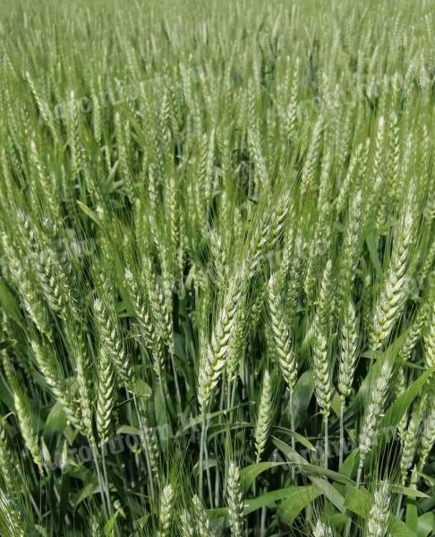 Winter wheat seed price list 2024