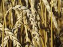 Winter wheat seed price list 2024