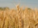 Winter wheat seed price list 2024