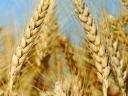 Winter wheat seed price list 2024