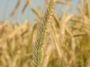 Winter wheat seed price list 2024