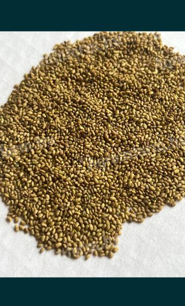 Searching for: alfalfa seed, alfalfa seed for sale in Nagytetel