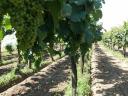 High quality wine grapes directly from the producer, from several varieties