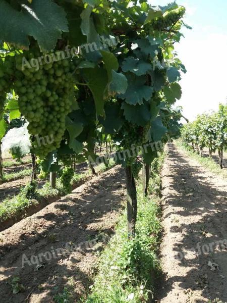 Struguri de vin de înaltă calitate direct de la producător, din mai multe soiuri