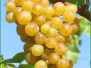 Winogrona Muscatel na sprzedaż
