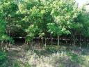 350 ha Wald im Komitat Veszprém zu verkaufen