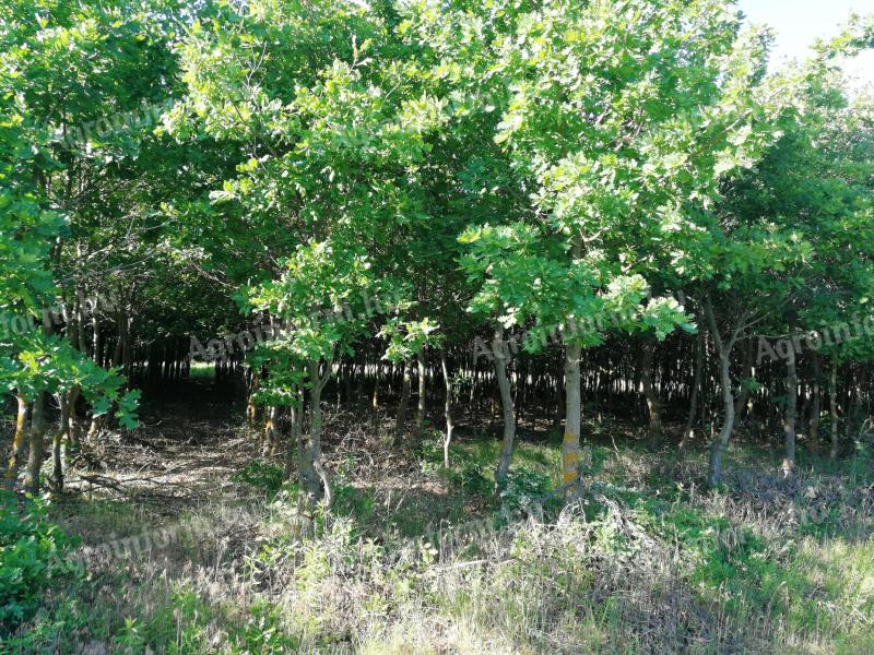 350 ha Wald im Komitat Veszprém zu verkaufen