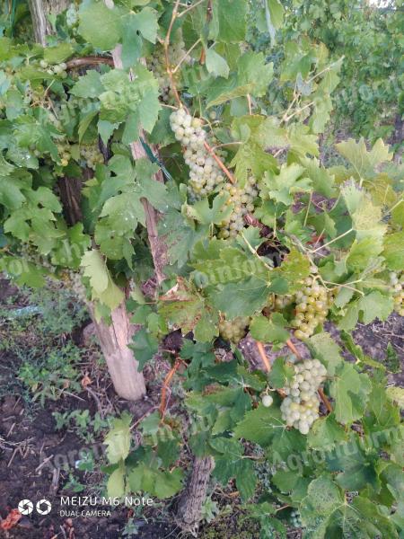 Egri leányka, Rizlingszilváni, kékfrankos grozdje za prodajo, odlična surovina za vino in žganje