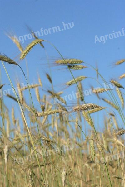 Buy Varda and Dankowskie Diamant rye seeds