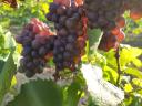 Grapes Grey-friendly high quality wine grapes for sale for both white and rosé wine