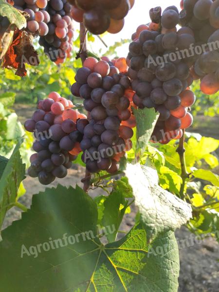 Traubengraue, hochwertige Weintrauben zum Verkauf, sowohl für die Herstellung von Weiß- als auch Roséwein