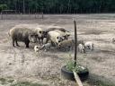 Mangalica for sale