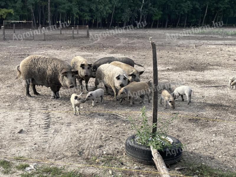 Mangalica for sale