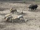 Mangalica for sale