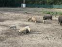 Mangalica for sale